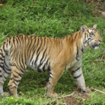 Tiger Raja