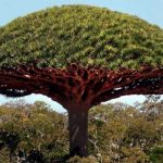 Anjura tree