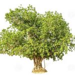 Ashwatta tree