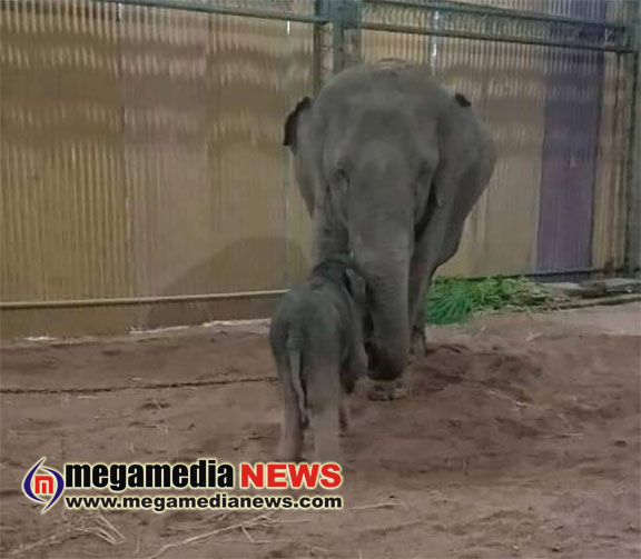 Lakshmi elephant