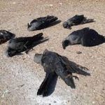 crow death