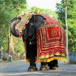 Latha-elephant