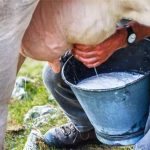 Cow-Milking