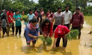 Paddy cultivation in Kadandale