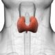 Thyroid