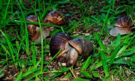 african-giant-snails