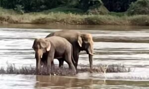 Uppinangady-wild-elephant