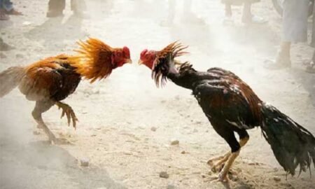 cock-fight