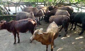 Coastal Dairy Farmers