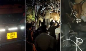 Illegal's-Cow transport