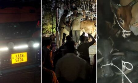 Illegal's-Cow transport