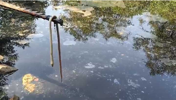 Palguni-river-pollution