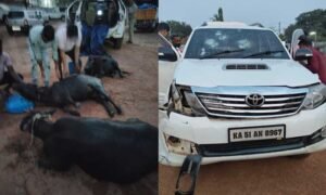 Illegal -cow-transport