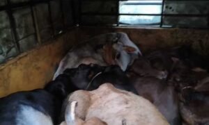 Illegal -cow-transport