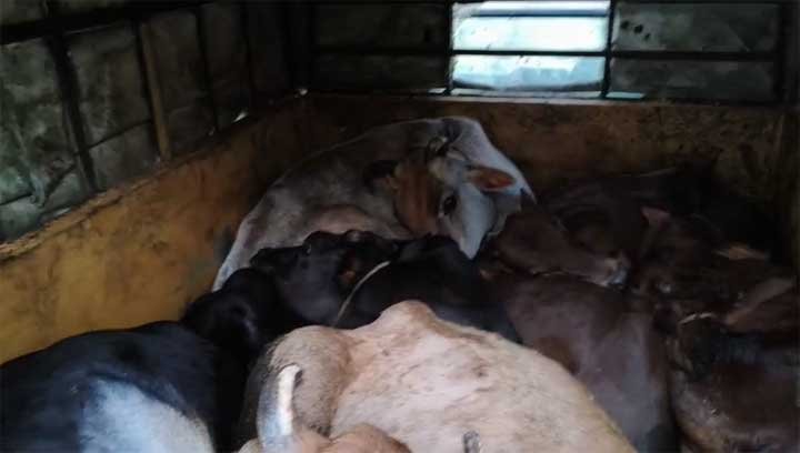 Illegal -cow-transport