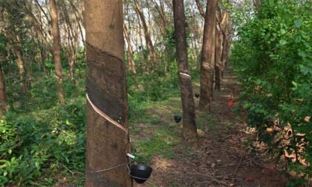 Rubber-Plant