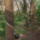 Rubber-Plant
