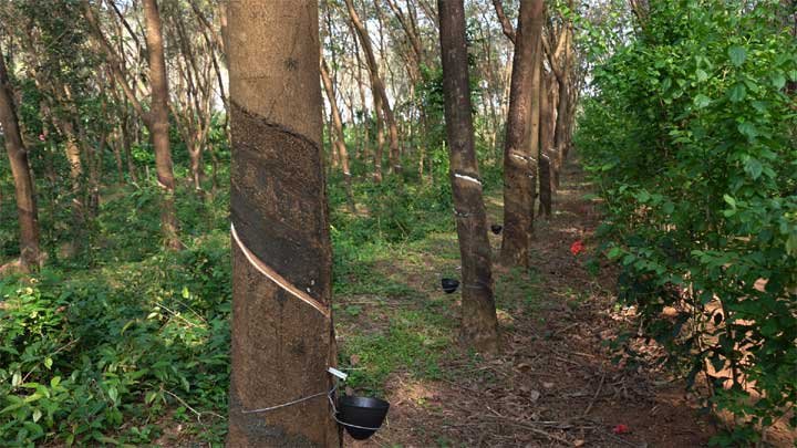Rubber-Plant