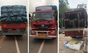 cow-transport
