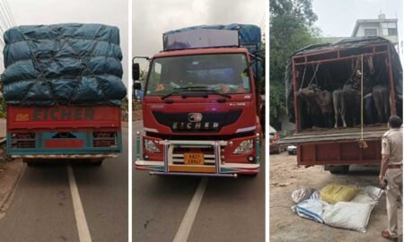 cow-transport
