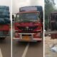 cow-transport