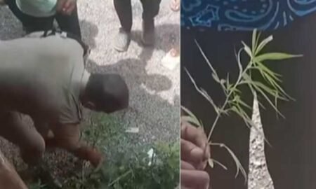 Kumble-cannabis-plant
