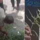 Kumble-cannabis-plant