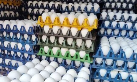 egg-rate
