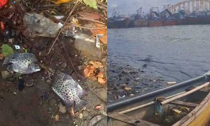 fish-died