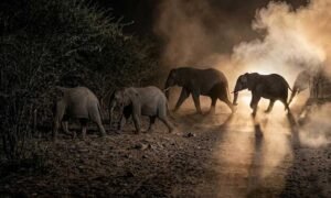 wild elephant Gunadka