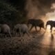 wild elephant Gunadka