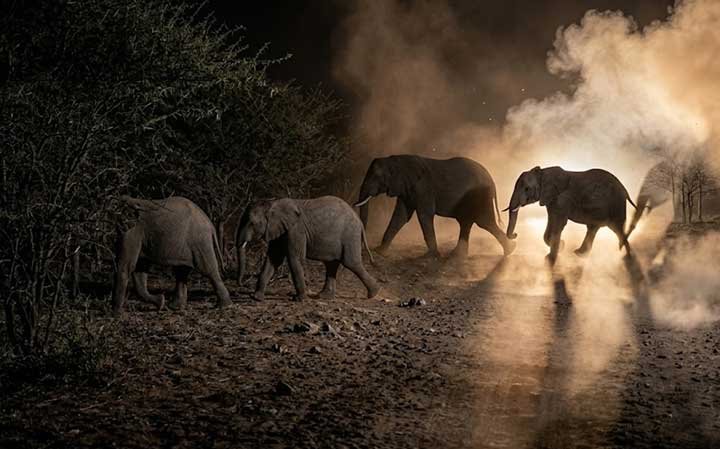 wild elephant Gunadka