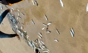 Sardine-Fishes
