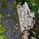 Animal-Waste