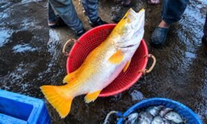 Golden-Snapper
