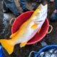 Golden-Snapper
