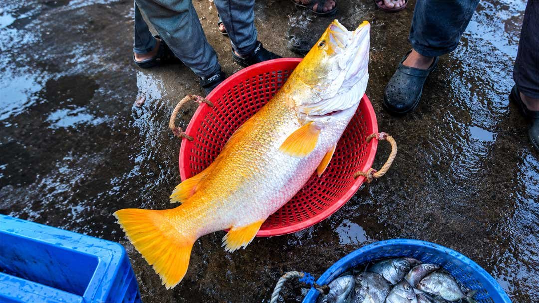 Golden-Snapper