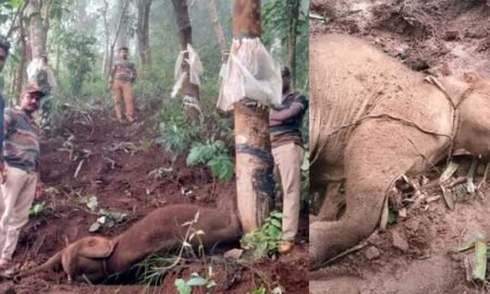 elephant-calf died