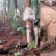 elephant-calf died