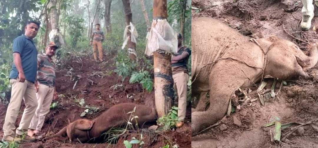 elephant-calf died